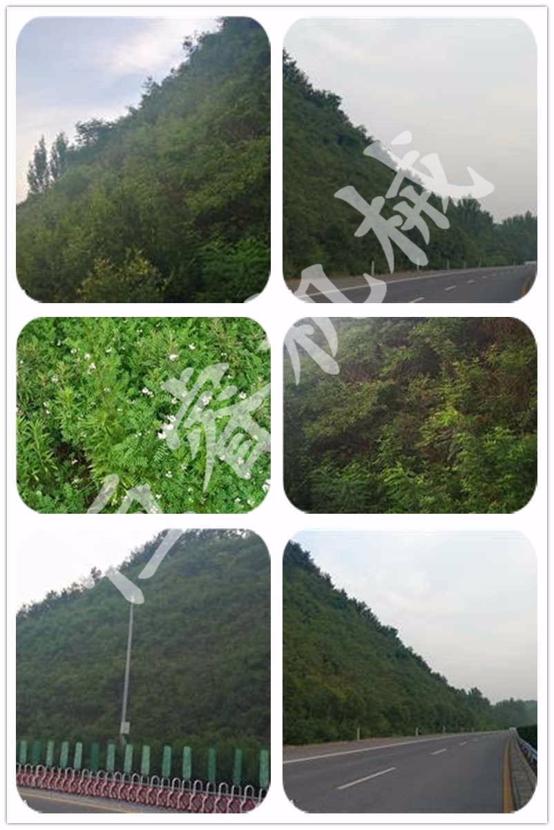 滬陜高速南召段邊坡綠化多年效果